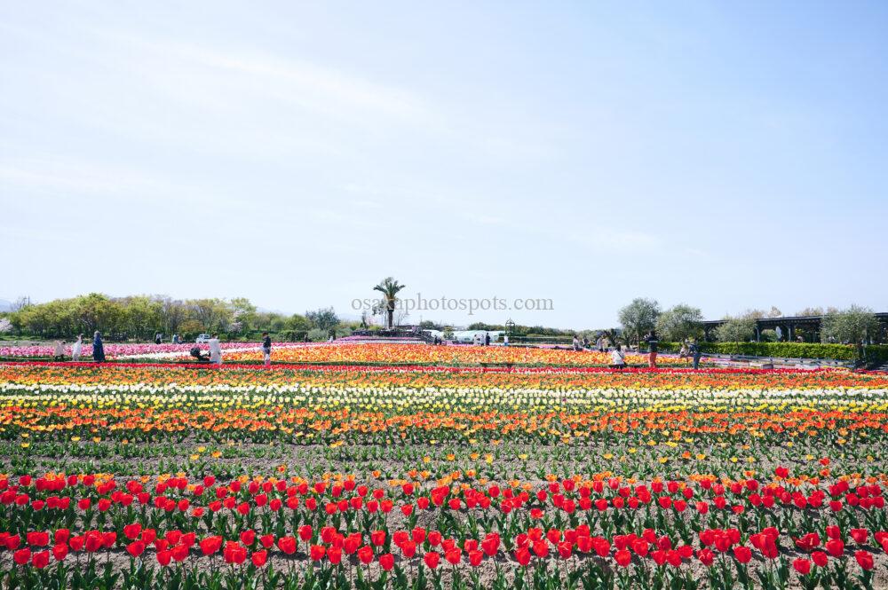 和泉リサイクル環境公園のチューリップ