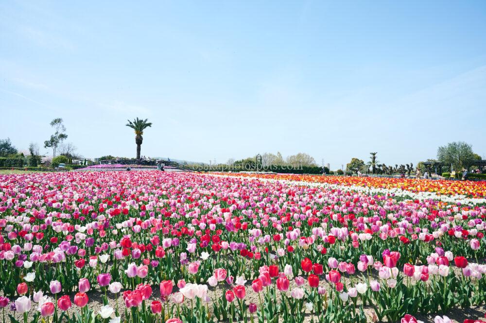 和泉リサイクル環境公園のチューリップ