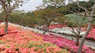 万博記念公園のつつじヶ丘｜吹田市