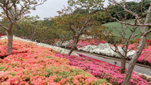 万博記念公園のつつじの丘