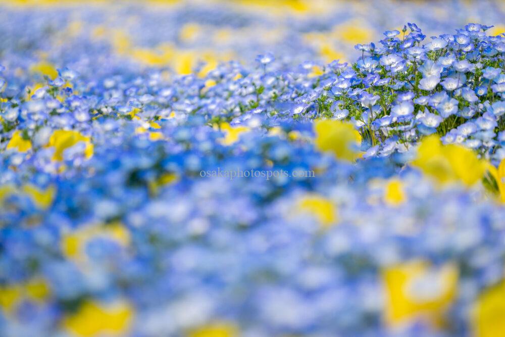 花博記念公園鶴見緑地のネモフィラとチューリップ