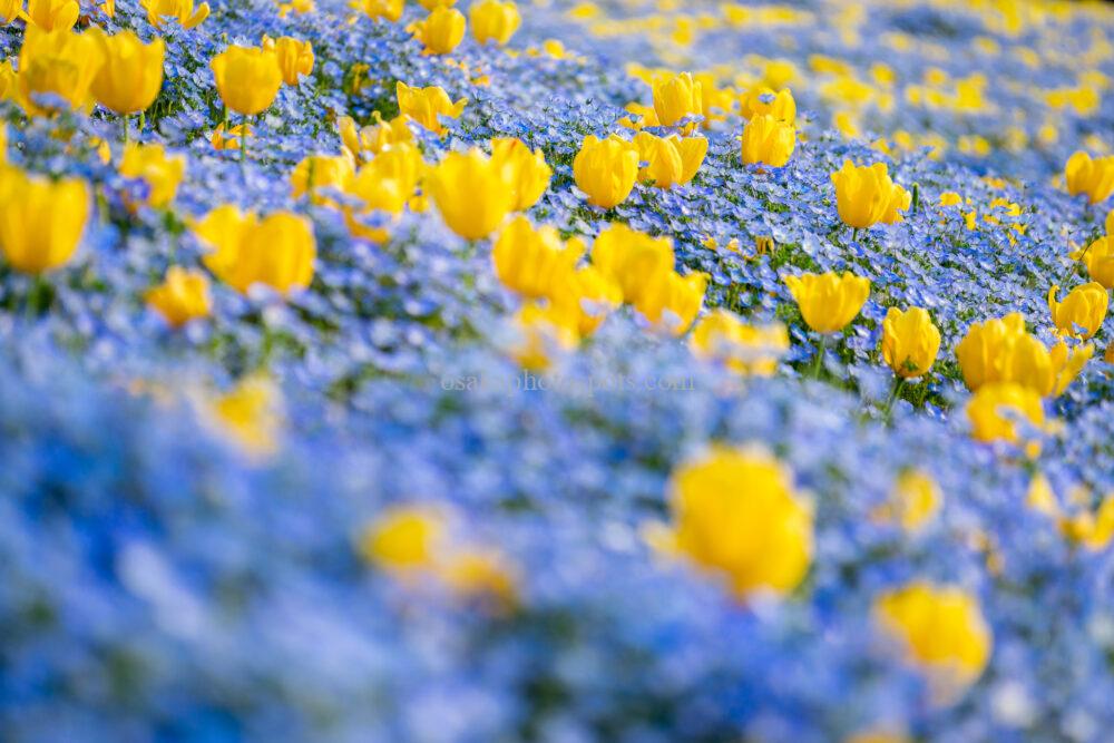 花博記念公園鶴見緑地のネモフィラとチューリップ