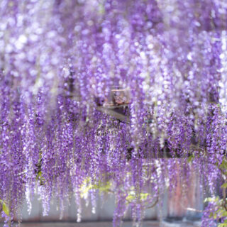 藤の花 DSC08722-320x320.jpg?v=1744395254