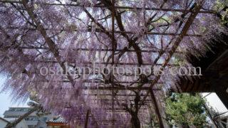 葛井寺の藤棚｜藤井寺市