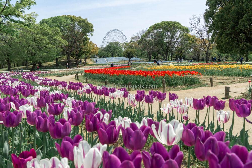 万博記念公園のチューリップ