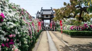 法雲寺（法雲禅寺）のツツジ｜堺市