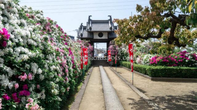 法雲寺（法雲禅寺）のツツジ