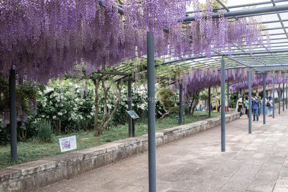 万博記念公園の藤棚