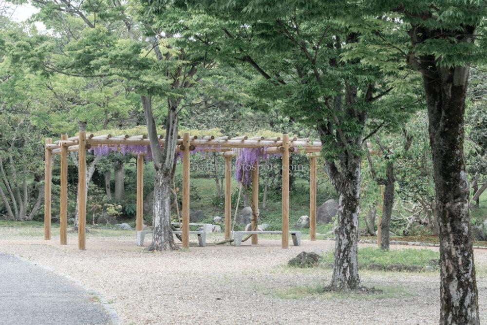 万博記念公園の藤棚