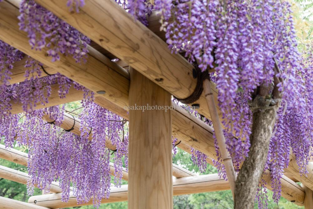 万博記念公園の藤棚