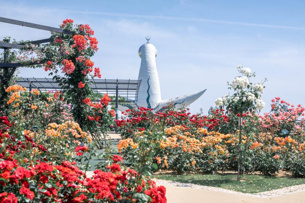 万博記念公園 平和のバラ園