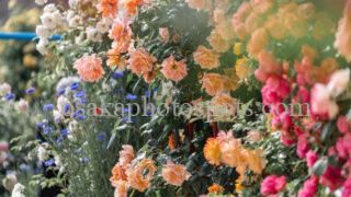 【2025】大阪でおすすめの薔薇（バラ）撮影スポット7選