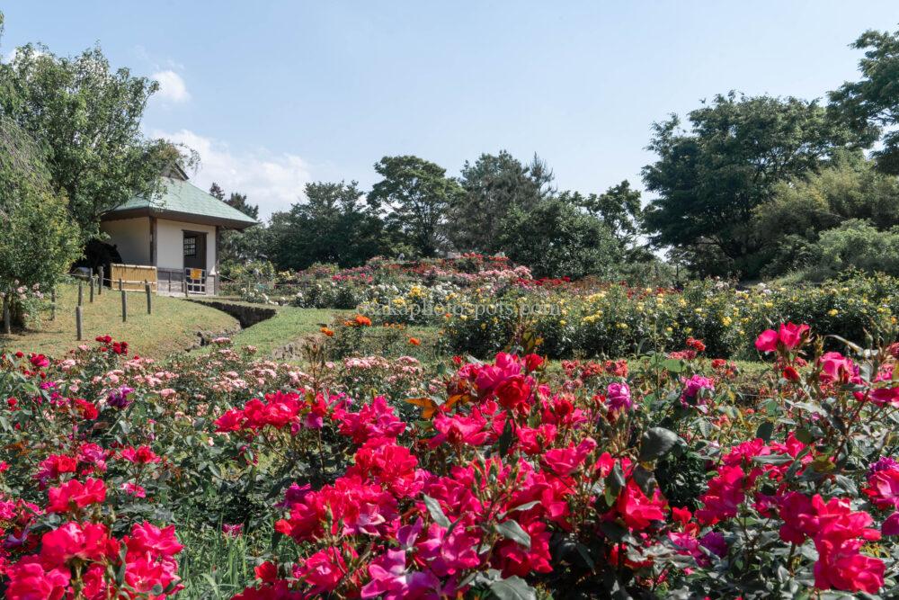 浜寺公園ばら庭園