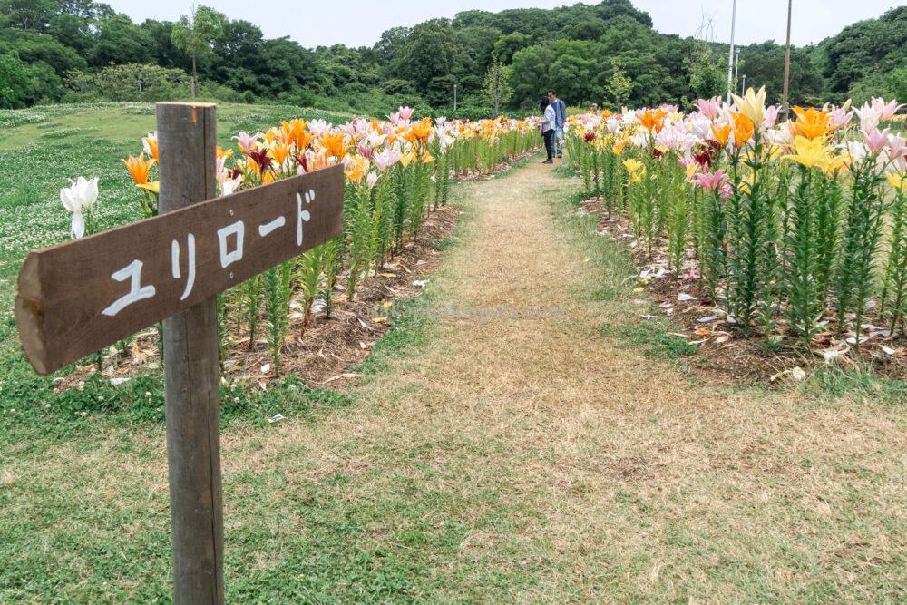 蜻蛉池公園 ユリロード