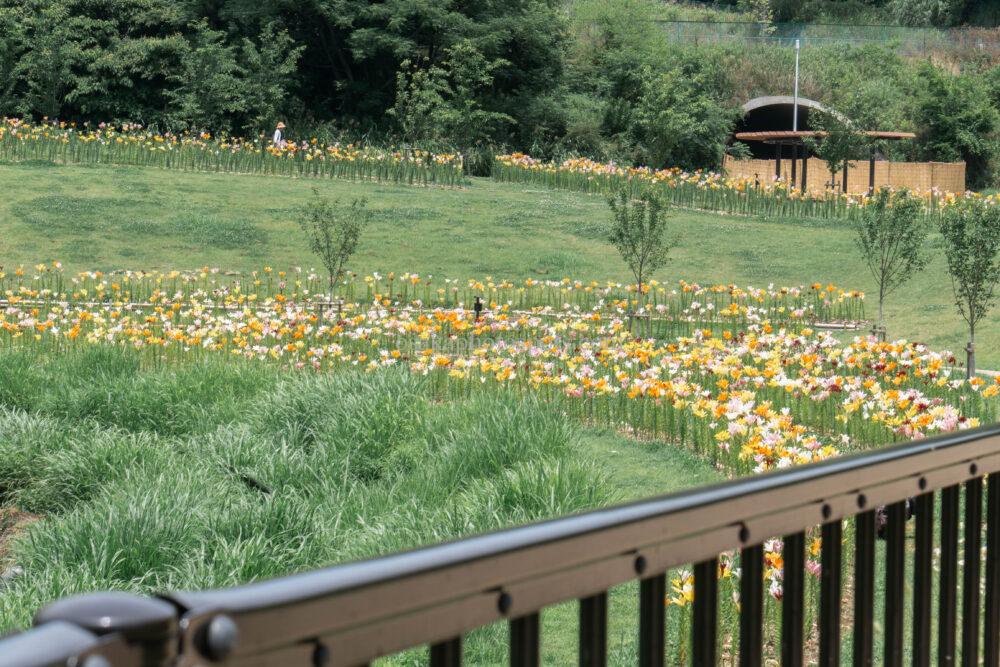 蜻蛉池公園 ユリロード