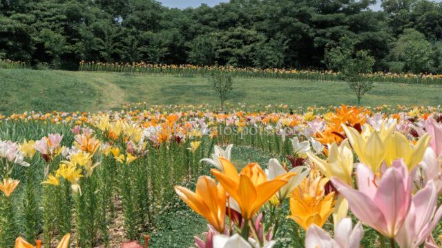 蜻蛉池公園のユリロード