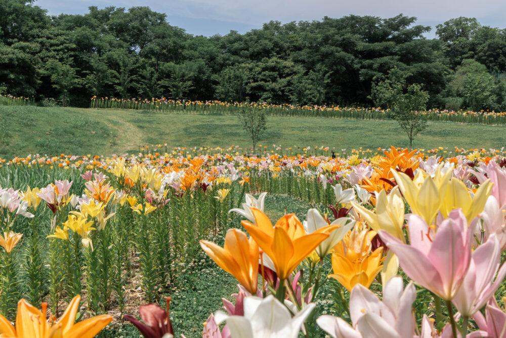 蜻蛉池公園 ユリロード｜岸和田市