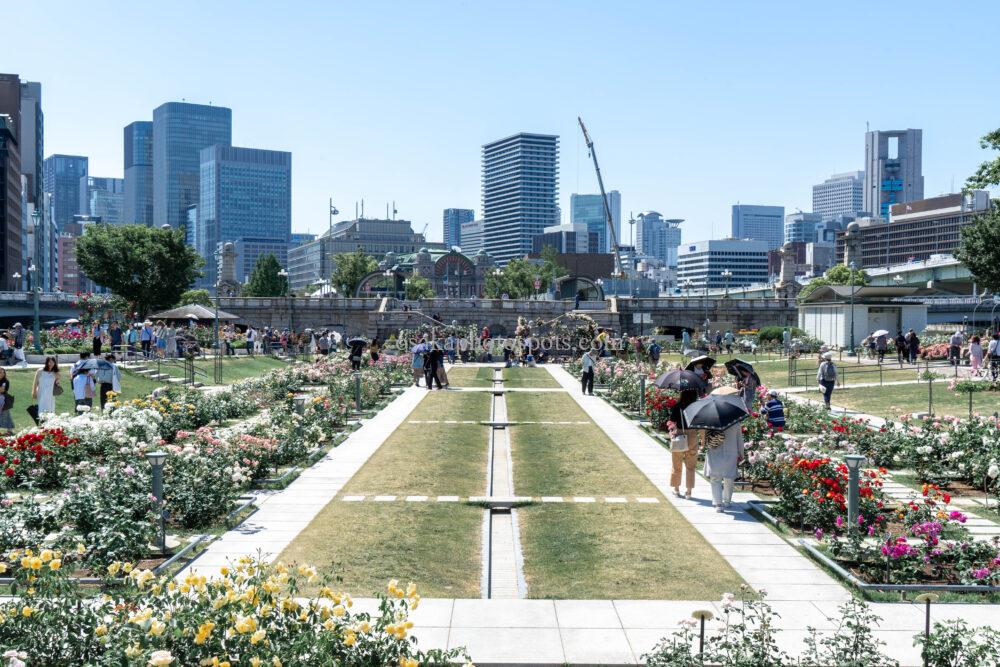 中之島バラ園