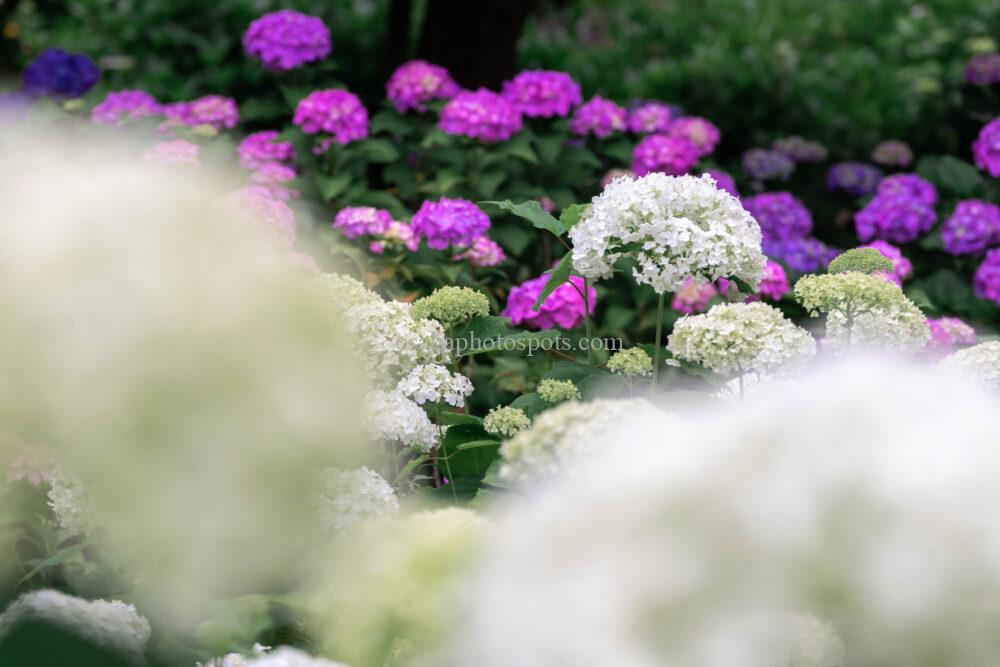 蜻蛉池公園あじさい園