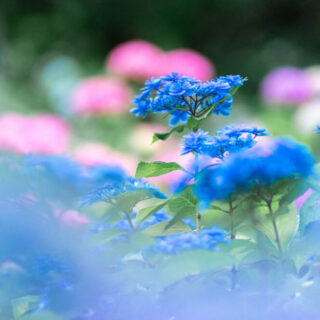 DSC05701-320x320.jpg?v=1747840575