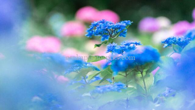 蜻蛉池公園あじさい園