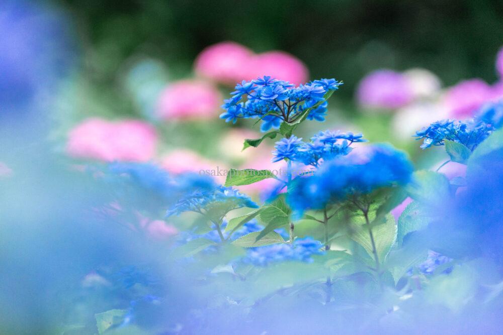 【2025】大阪でおすすめの紫陽花(あじさい)撮影スポット9選