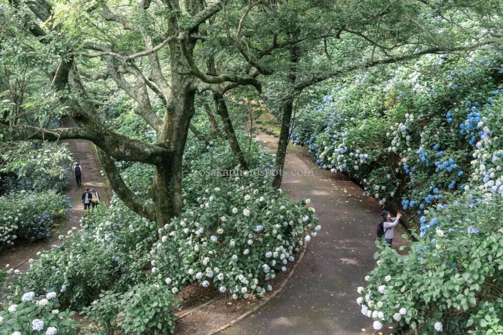 ぬかた園地あじさい園