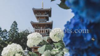 長慶寺の紫陽花(あじさい)|泉南市