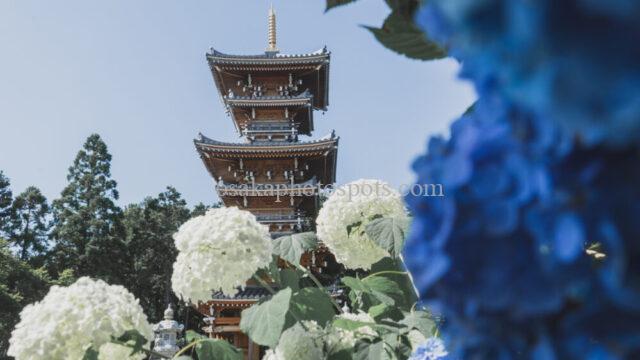 長慶寺の紫陽花（あじさい）