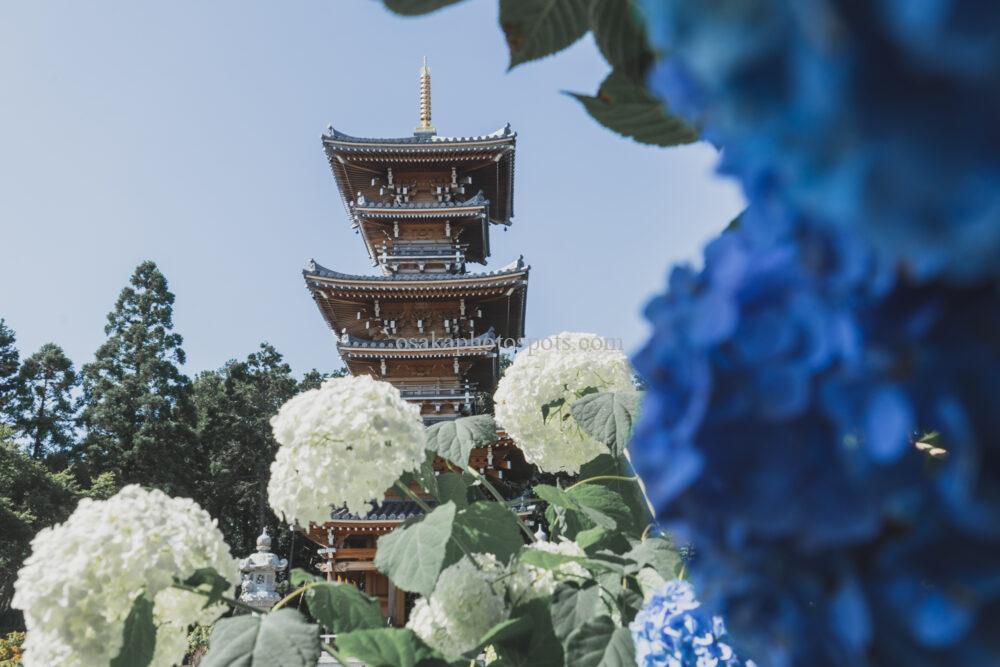 長慶寺の紫陽花(あじさい)