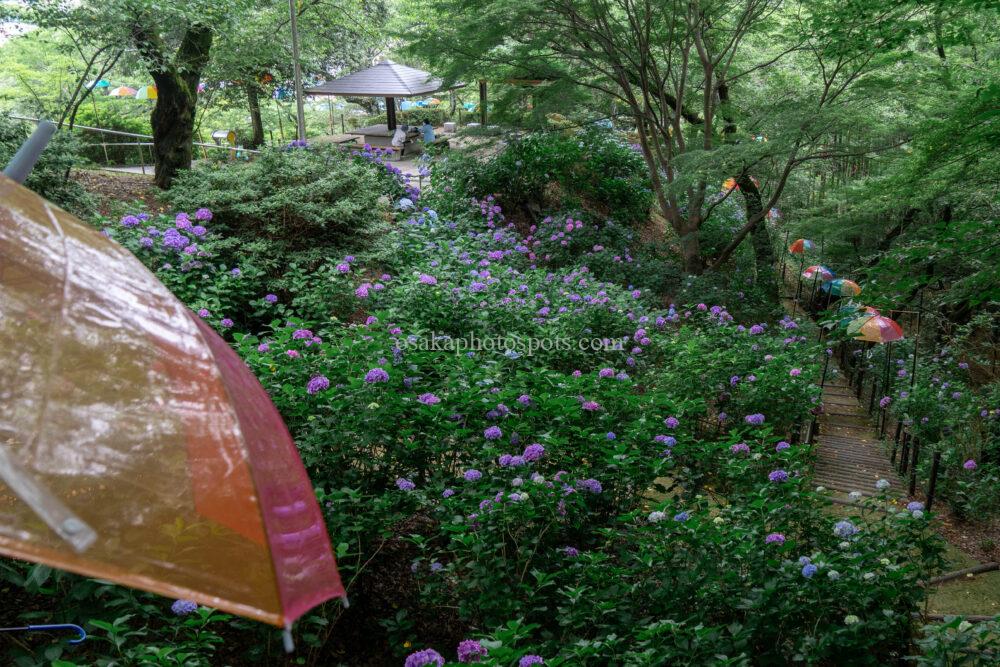 長野公園・奥河内さくら公園あじさい園