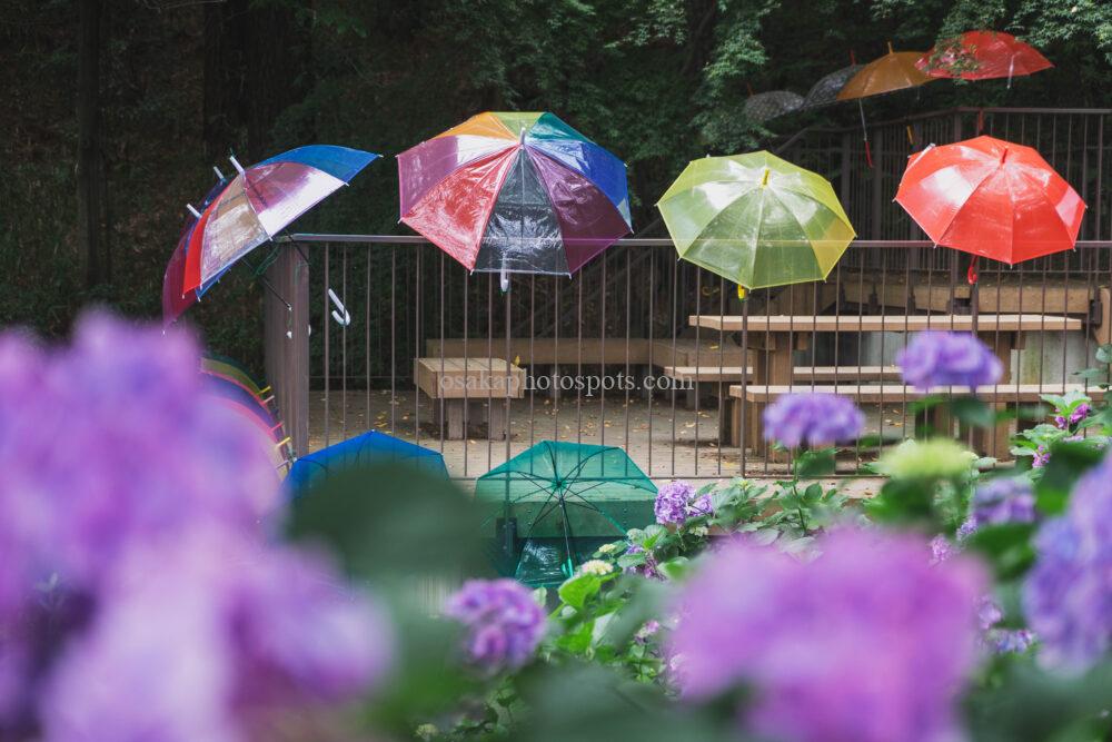 長野公園・奥河内さくら公園あじさい園