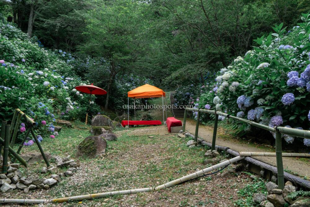 長野公園・奥河内あじさい公園(河合寺)