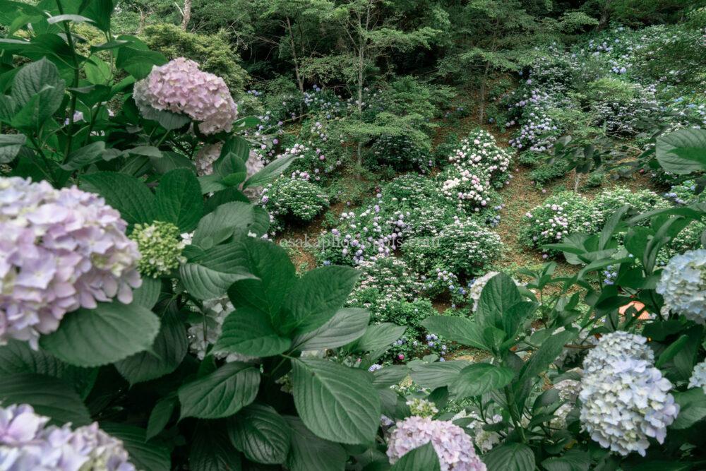 長野公園・奥河内あじさい公園(河合寺)