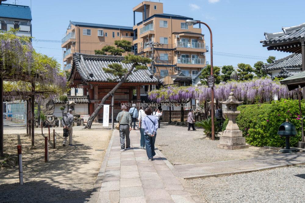 葛井寺の藤棚