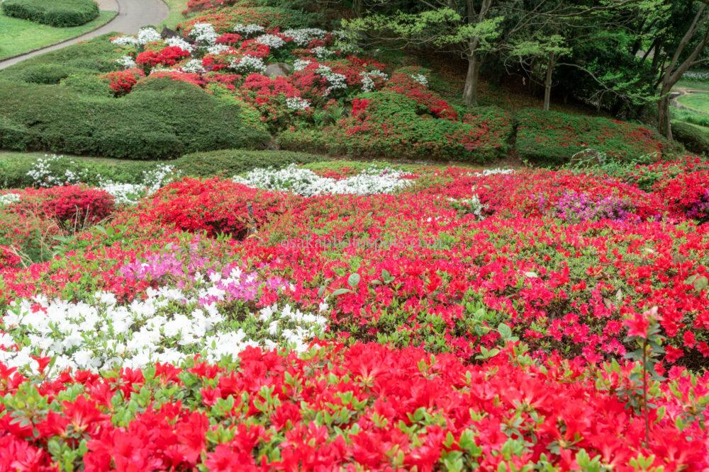錦織公園つつじの丘