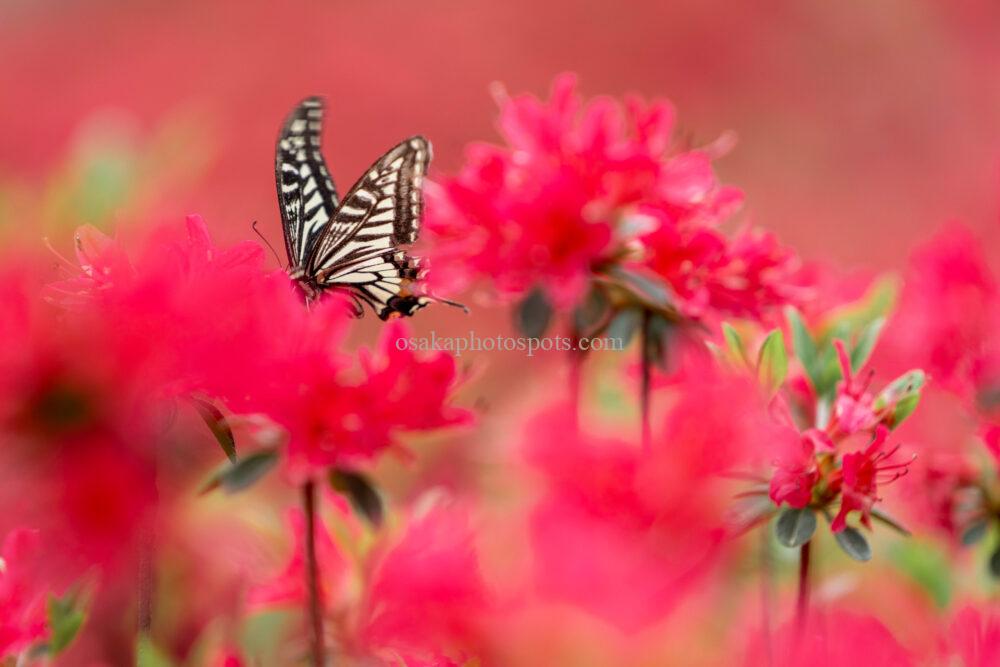 錦織公園つつじの丘