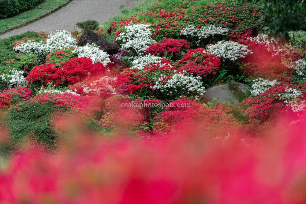 錦織公園つつじの丘