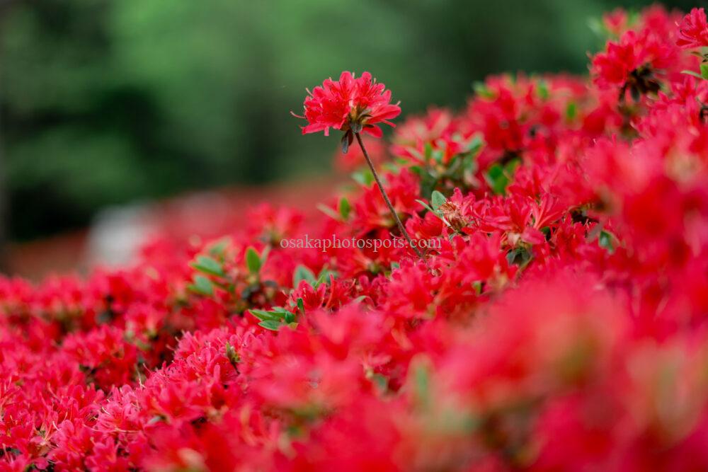錦織公園つつじの丘