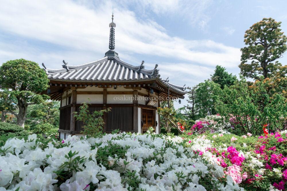法雲寺（法雲禅寺）のツツジ