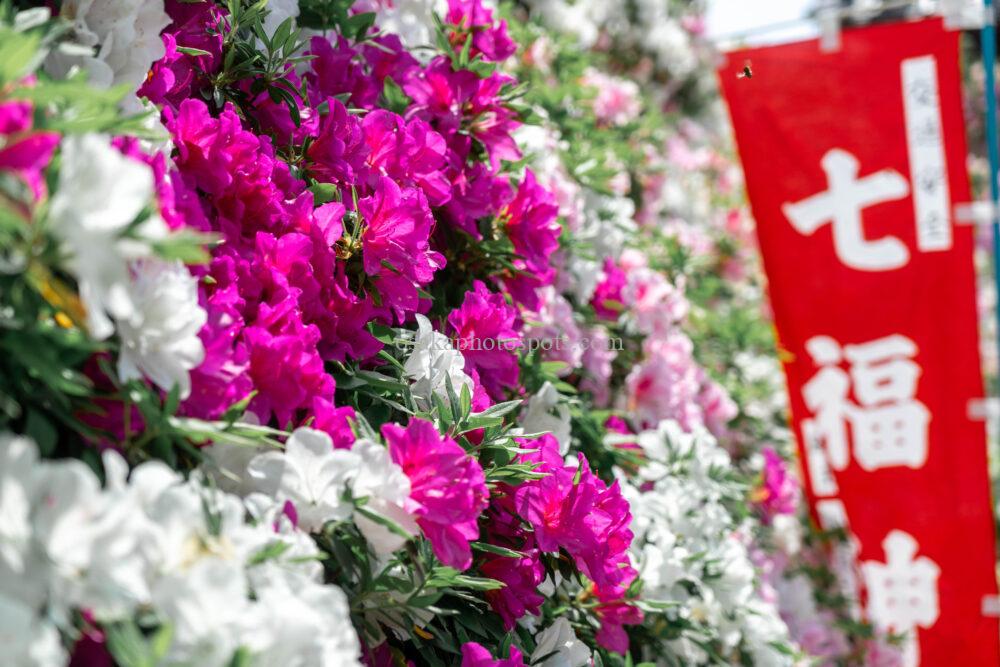 法雲寺(法雲禅寺)のツツジ