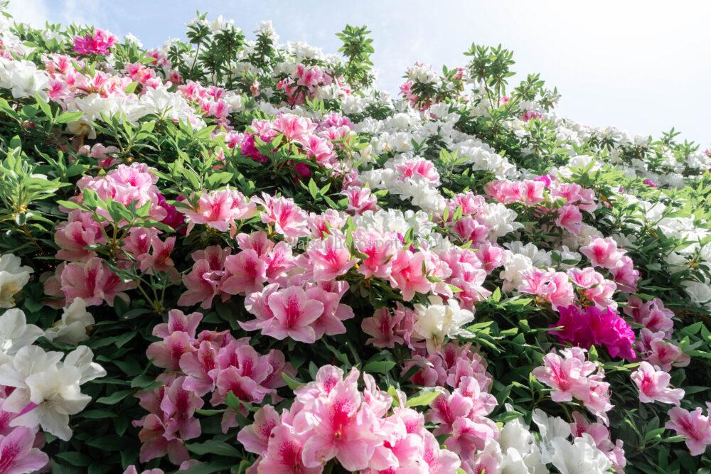 法雲寺(法雲禅寺)のツツジ
