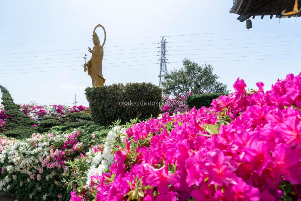 法雲寺（法雲禅寺）のツツジ