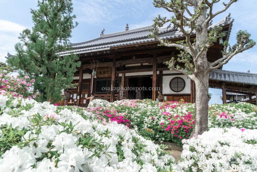 法雲寺（法雲禅寺）のツツジ