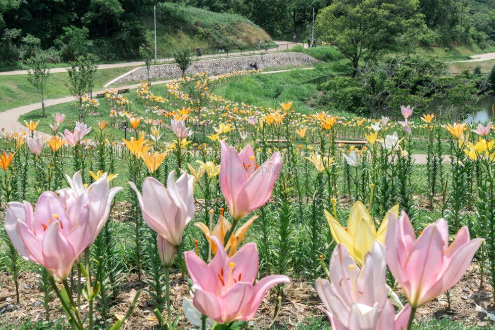 蜻蛉池公園 ユリロード