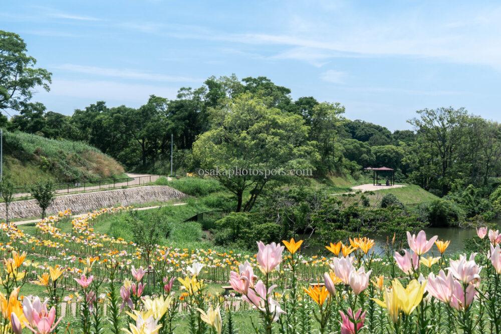 蜻蛉池公園 ユリロード