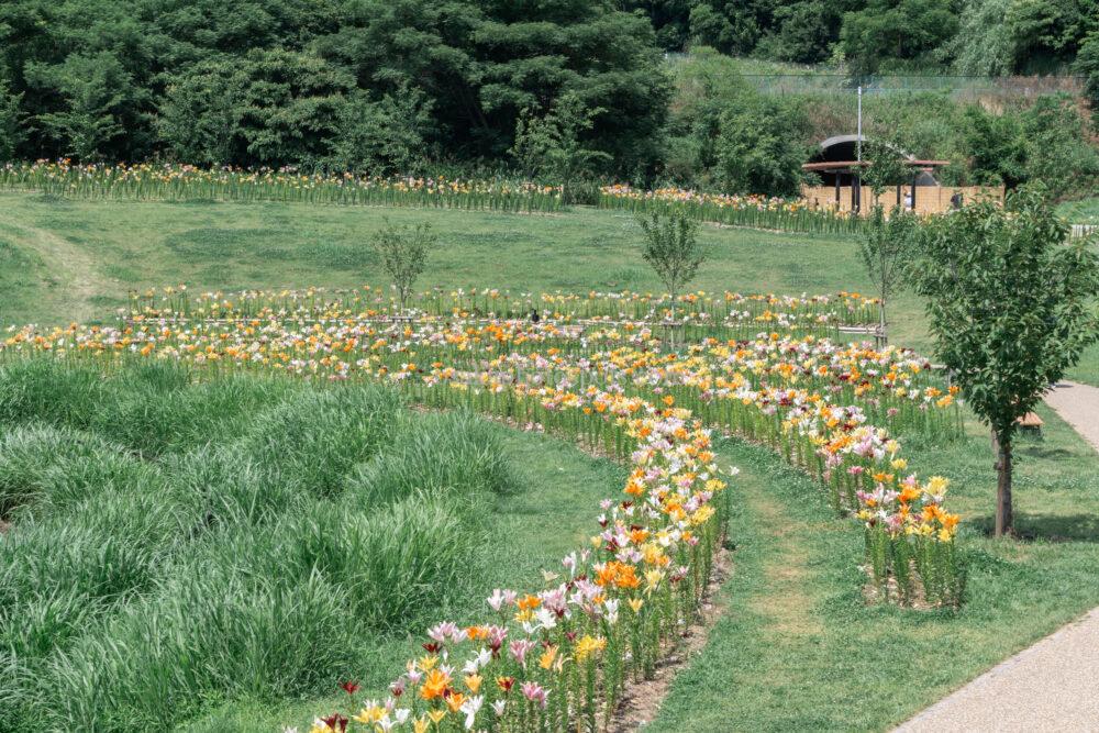 蜻蛉池公園 ユリロード