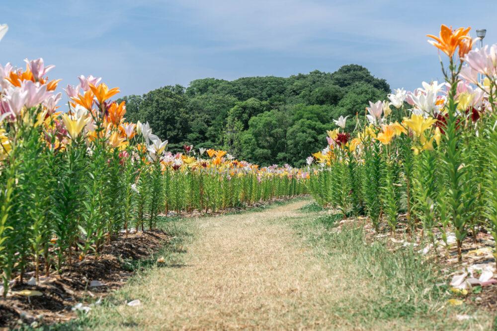 蜻蛉池公園 ユリロード