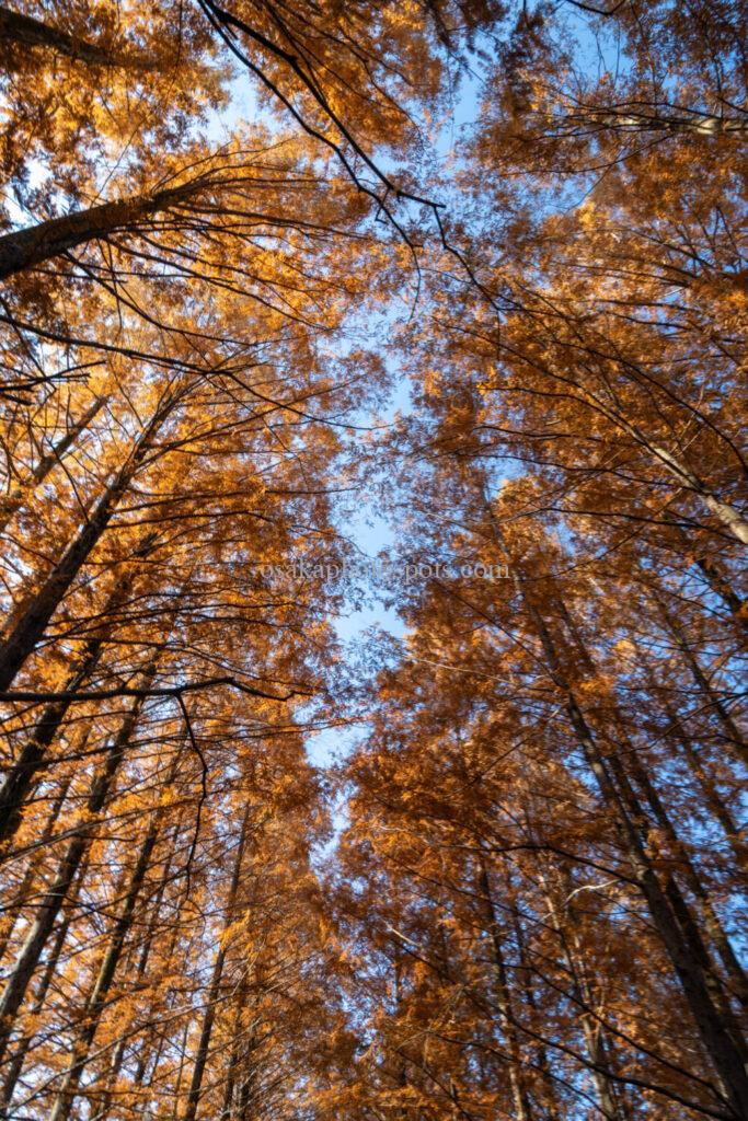 新檜尾公園の紅葉