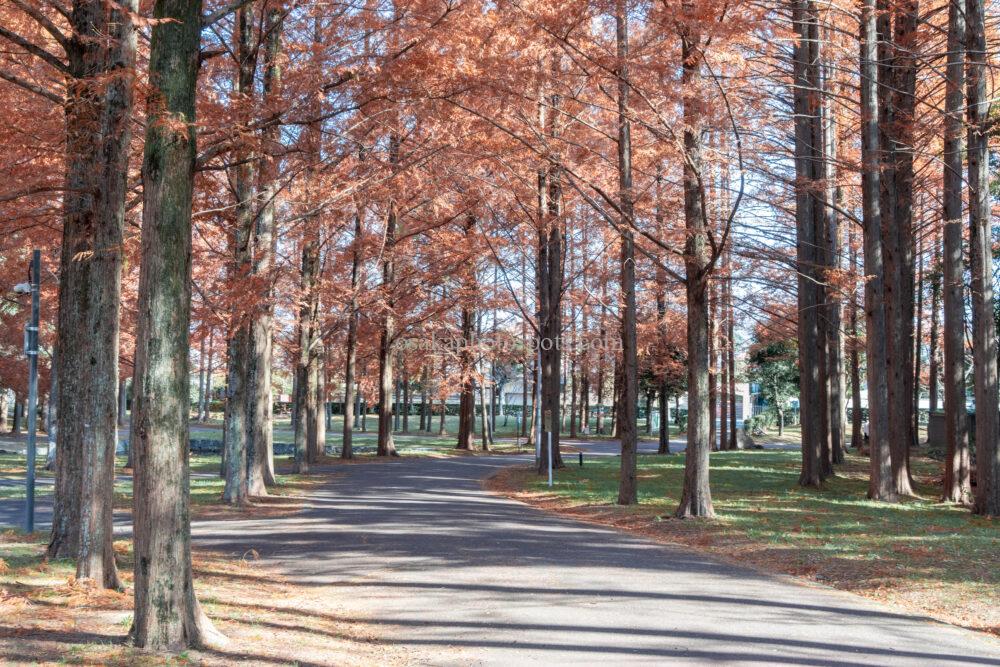 新檜尾公園の紅葉